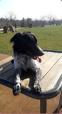 Voyou participe au concours pour gagner de l'argent avec cette photo : canidae, carnivore, companion_dog, dog, dog_breed, dog_collar, dog_sports, fur, grass, herding_dog, non_sporting_group, plant, sky, snout, soil, spaniel, tail, tree, working_animal, working_dog