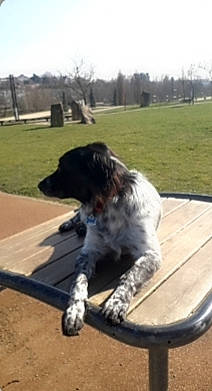 Voyou participe au concours pour gagner de l'argent avec cette photo : canidae, carnivore, companion_dog, dog, dog_breed, fur, grass, grassland, gun_dog, hunting_dog, landscape, non_sporting_group, pointing_breed, sky, snout, sporting_group, tail, tree, water_dog, working_dog