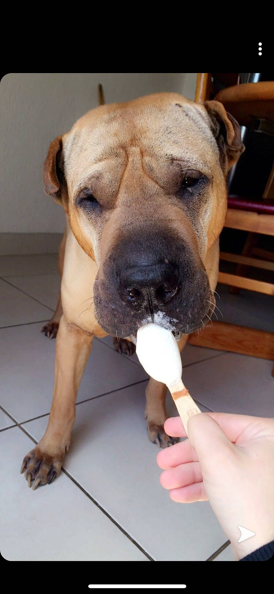 Benjy participe au concours pour gagner de l'argent avec cette photo : bulldog, bullmastiff, canidae, carnivore, dog, dog_breed, fawn, mammal, molosser, non_sporting_group, perro_de_presa_mallorquin, snout, vertebrate