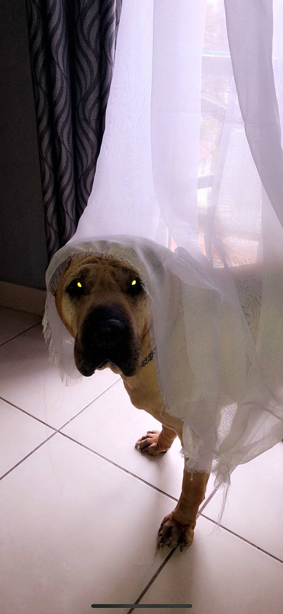 Benjy participe au concours pour gagner de l'argent avec cette photo : canidae, carnivore, dog, dog_breed, fawn, snout, sporting_group