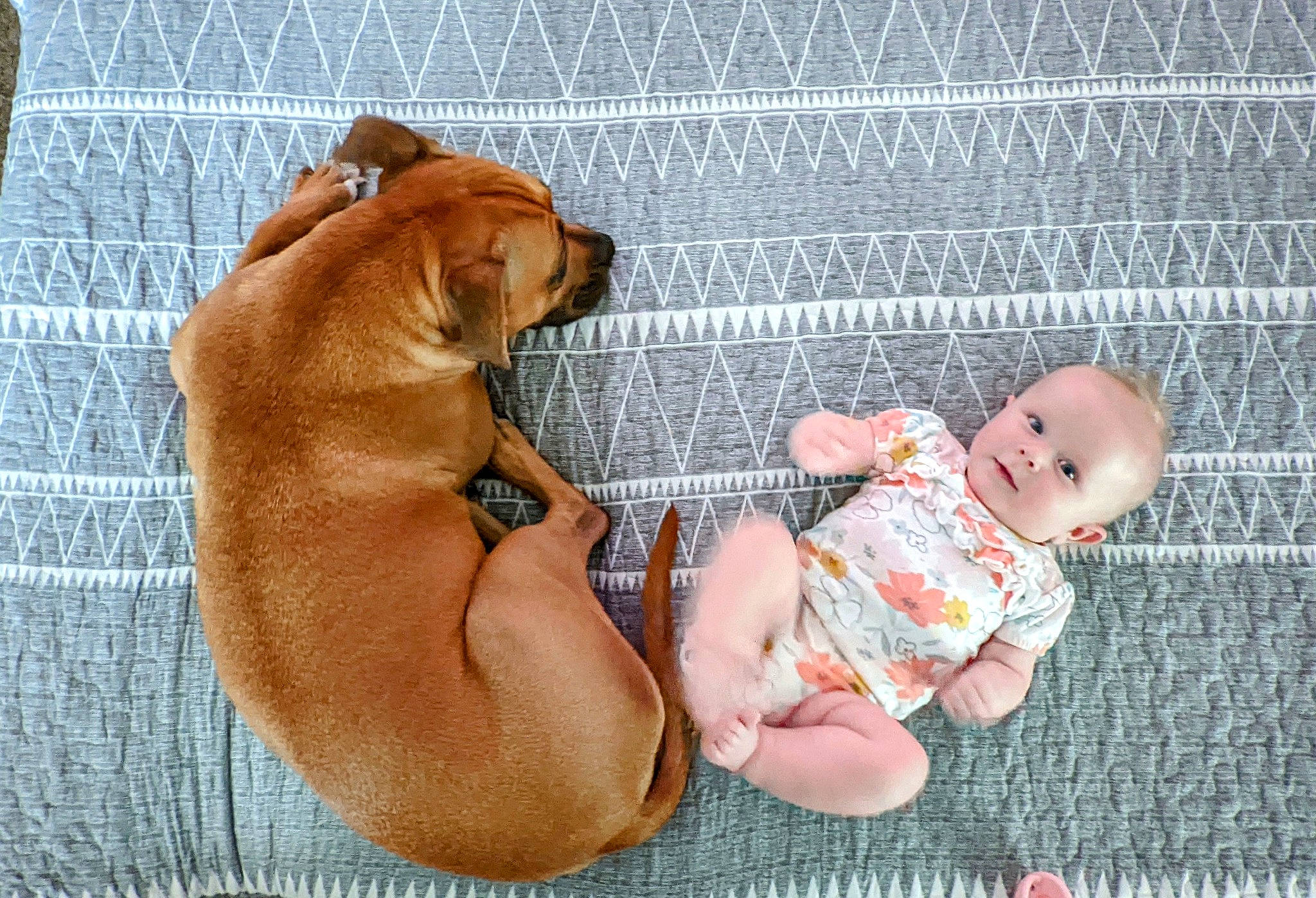 Emmalyn joined the competition — help win amazing prizes! baby, baby_toddler_clothing, carnivore, child, comfort, companion_dog, dog, dog_breed, fawn, flooring, foot, human_body, human_leg, leg, person, sitting, skin, stomach, thigh, toddler