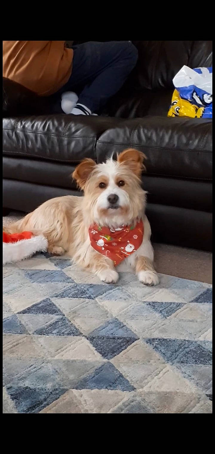 Dougie is registered to the contest to win money with this photo: canidae, carnivore, collar, companion_dog, couch, dog, dog_breed, dog_clothes, dog_collar, dog_supply, fawn, flooring, rectangle, road_surface, small_terrier, snout, sporting_group, terrier, toy_dog, working_animal