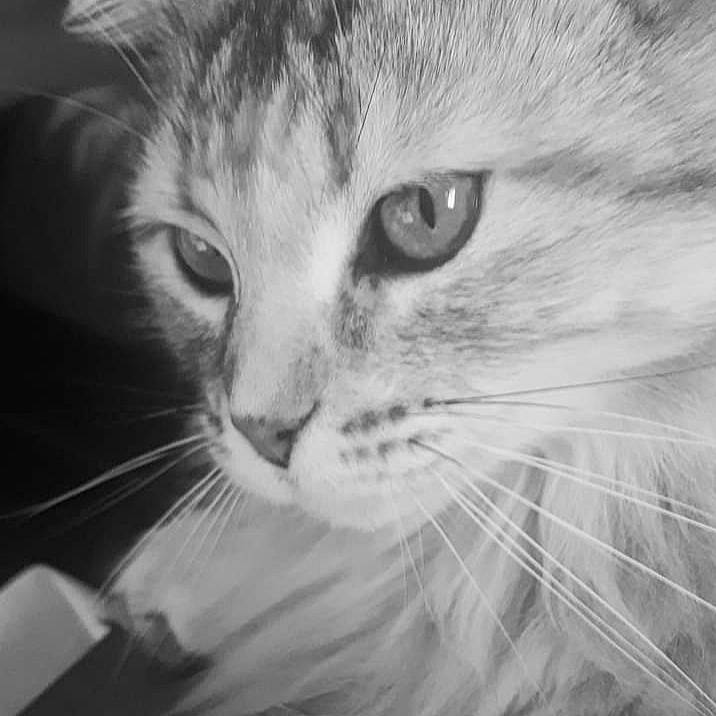 Mimitte participe au concours pour gagner de l'argent avec cette photo : carnivore, cat, close_up, curious, domestic_short_haired_cat, ear, felidae, fur, iris, monochrome, monochrome_photography, sand, small_to_medium_sized_cats, snout, whiskers, wildlife