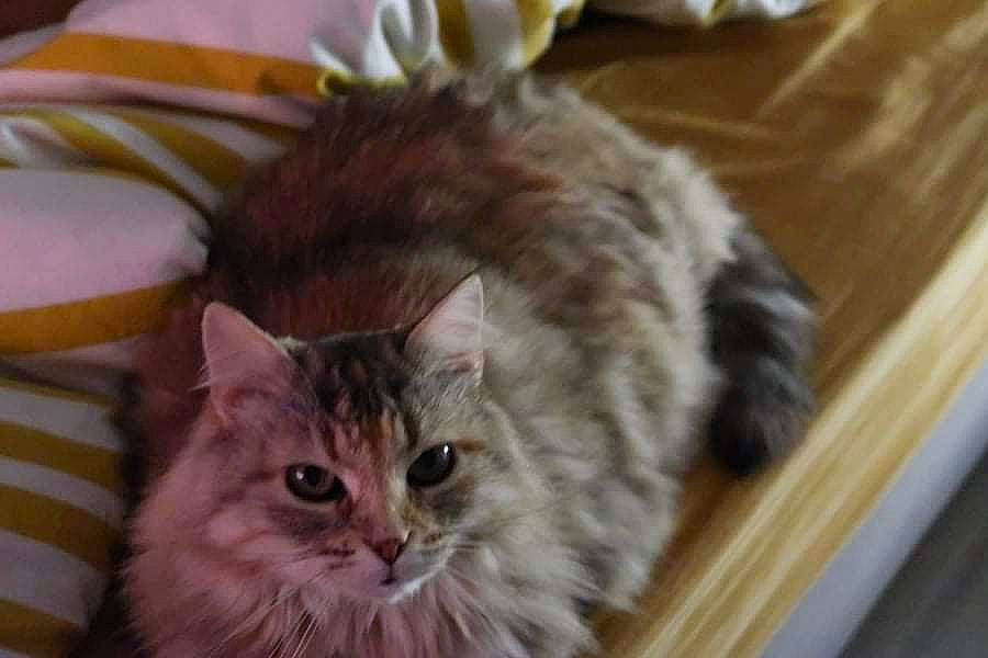 Mimitte a rejoint le concours — aidez-le/la à gagner de superbes lots ! box, carnivore, cat, claw, domestic_short_haired_cat, fawn, felidae, fur, hardwood, maine_coon, paw, plant, small_to_medium_sized_cats, snout, tail, terrestrial_animal, whiskers, wood