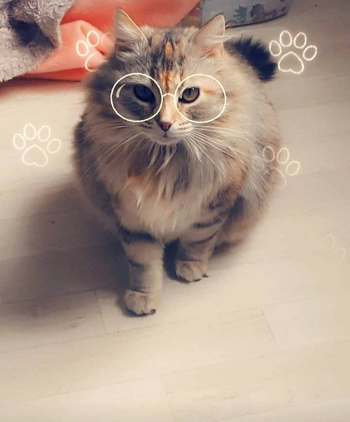 Mimitte a rejoint le concours — aidez-le/la à gagner de superbes lots ! box, british_longhair, carnivore, cat, claw, domestic_short_haired_cat, felidae, flooring, font, fur, gesture, illustration, paw, photo_caption, small_to_medium_sized_cats, snout, tail, terrestrial_animal, whiskers, window