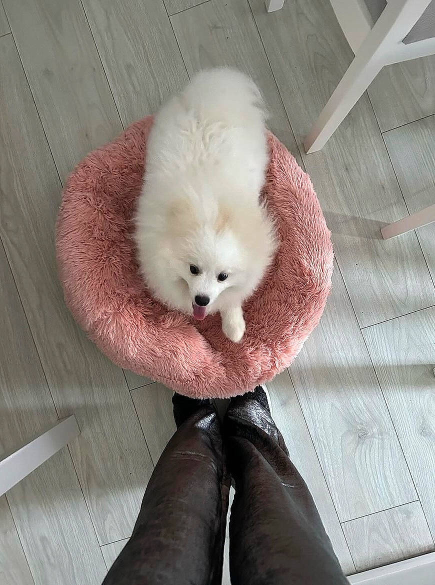 Sparkles participe au concours pour gagner de l'argent avec cette photo : carnivore, comfort, companion_dog, eye, fashion_accessory, fawn, feather, felidae, foot, fur, head, nose, plush, small_to_medium_sized_cats, snout, stuffed_toy, tail, whiskers, wood, wool