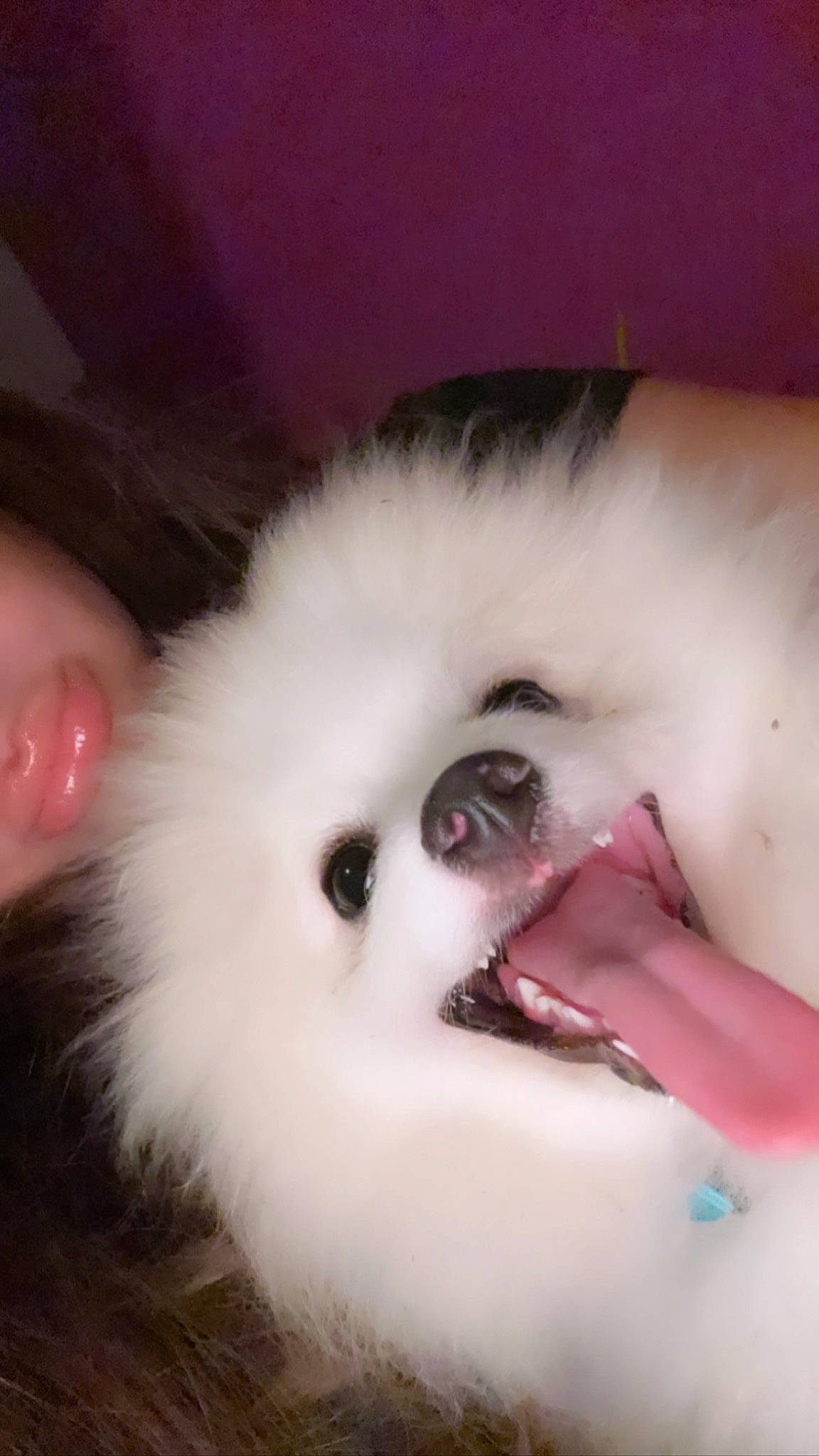 Sparkles a rejoint le concours — aidez-le/la à gagner de superbes lots ! carmine, carnivore, cat, companion_dog, ear, eyelash, fang, fawn, felidae, flesh, fur, head, jaw, lipstick, natural_material, small_to_medium_sized_cats, snout, whiskers