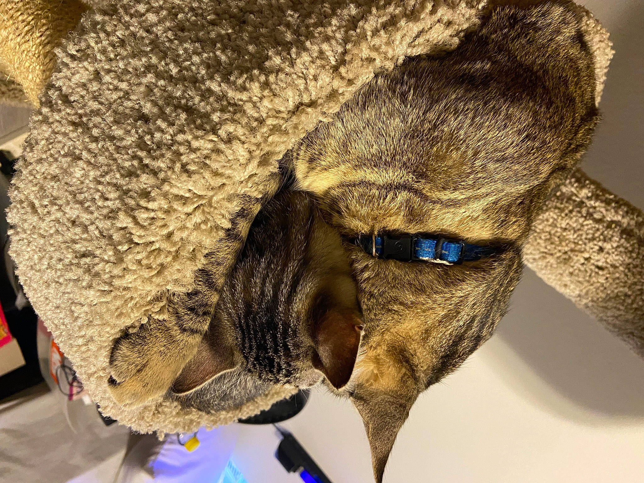 Lotus And Mojo Jojo joined the competition — help win amazing prizes! arthropod, bat, canidae, cap, eyewear, fashion_accessory, fawn, fur, glasses, hat, insect, organism, snout, sunglasses, terrestrial_animal, whiskers, wildlife, wing, wool, working_animal