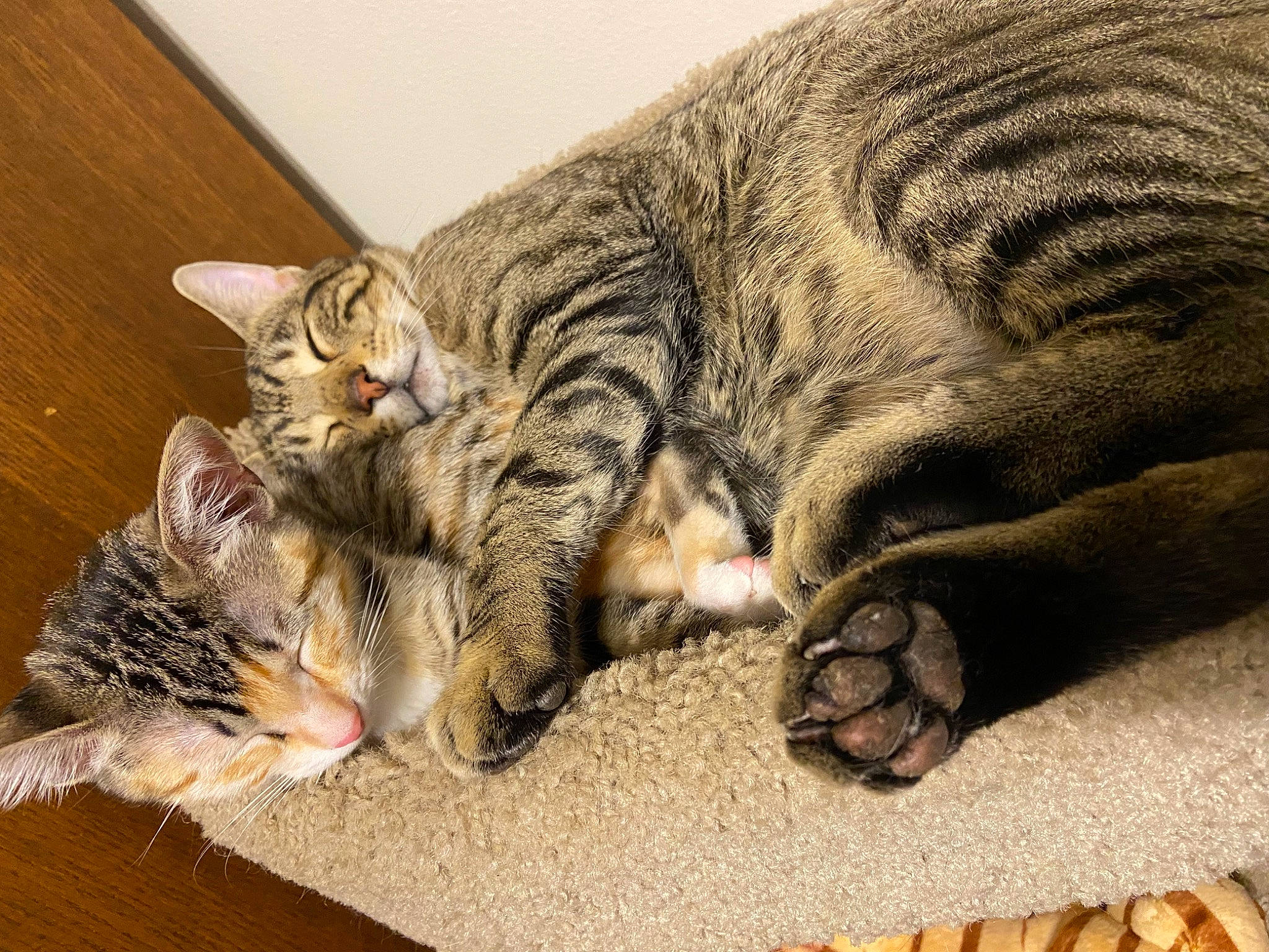 Lotus And Mojo Jojo joined the competition — help win amazing prizes! carnivore, cat, claw, comfort, domestic_short_haired_cat, felidae, foot, fur, nap, paw, sleep, small_to_medium_sized_cats, snout, tail, terrestrial_animal, whiskers, wildlife, wood