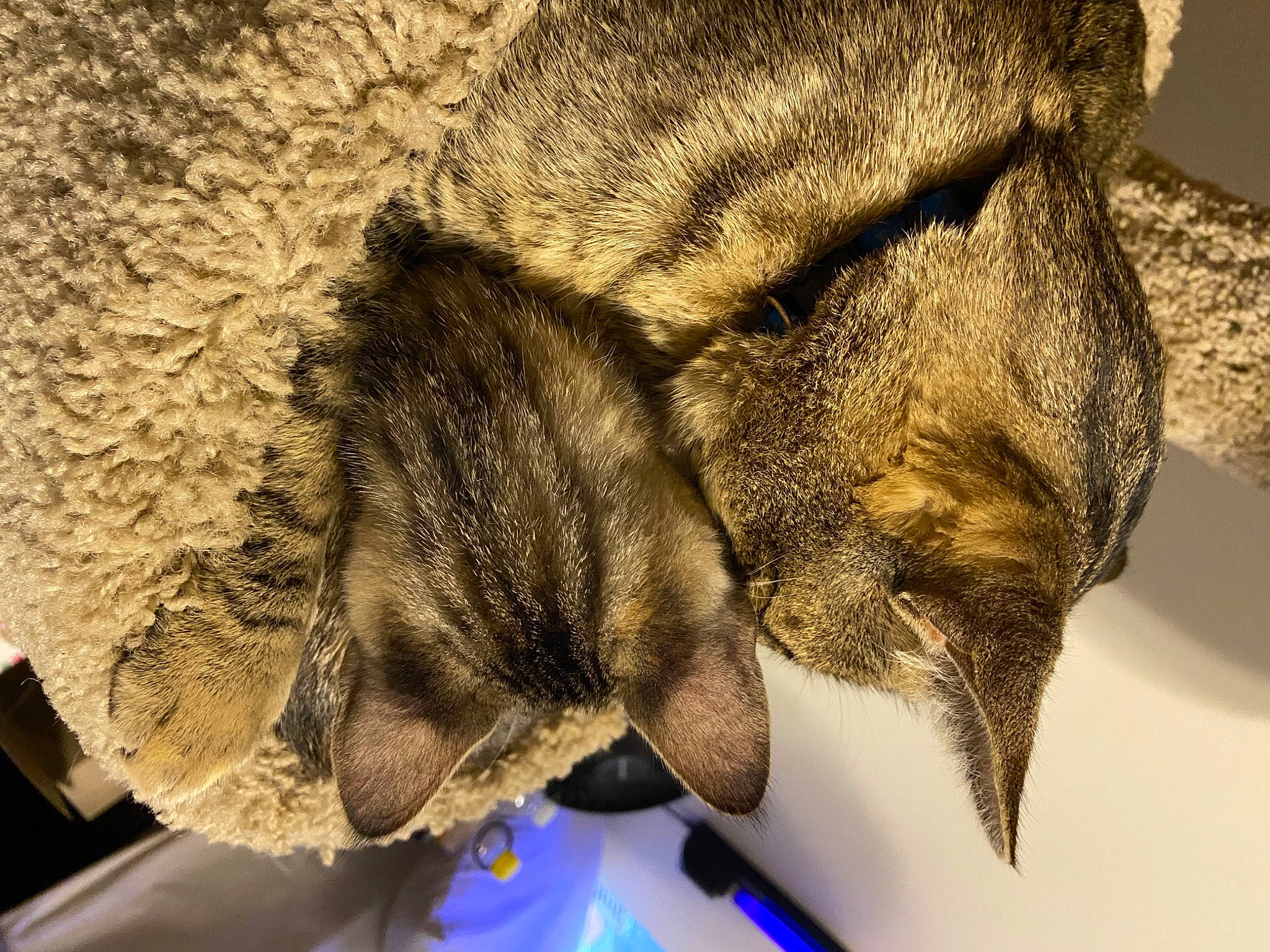 Lotus And Mojo Jojo joined the competition — help win amazing prizes! claw, computer_keyboard, domestic_short_haired_cat, fashion_accessory, fawn, feather, felidae, fur, fur_clothing, glasses, grey, linens, small_to_medium_sized_cats, snout, sporting_group, tail, tree, whiskers, window, wood