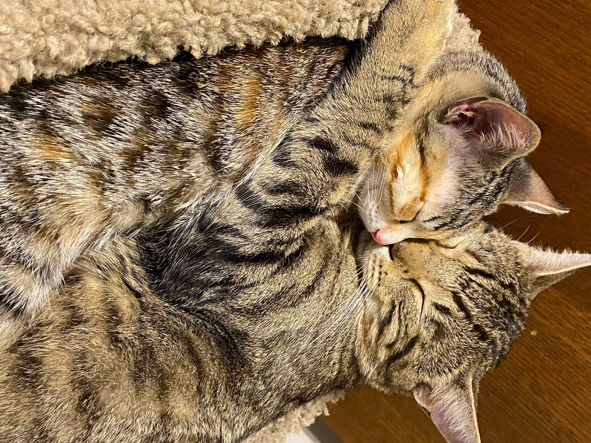 Lotus And Mojo Jojo is registered to the contest to win money with this photo: carnivore, cat, claw, close_up, domestic_short_haired_cat, eye, felidae, fur, paw, small_to_medium_sized_cats, snout, tail, terrestrial_animal, whiskers, wildlife, wood