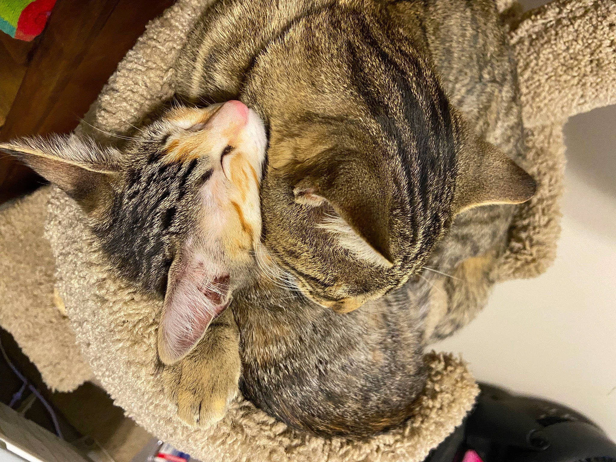 Lotus And Mojo Jojo joined the competition — help win amazing prizes! canidae, carnivore, cat, cat_bed, claw, close_up, comfort, domestic_short_haired_cat, eye, fawn, felidae, fur, hat, nap, paw, small_to_medium_sized_cats, tail, terrestrial_animal, whiskers, wrinkle