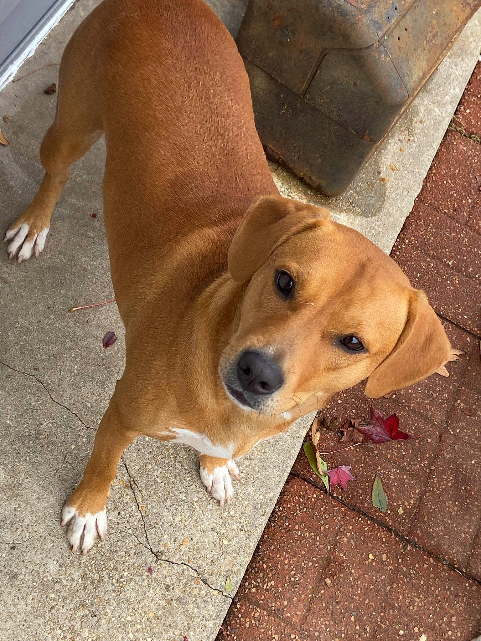 Diva joined the competition — help win amazing prizes! canidae, carnivore, companion_dog, dog, dog_breed, dog_supply, fawn, flooring, paw, pet_supply, road_surface, snout, sporting_group, tail, whiskers, wood, working_animal