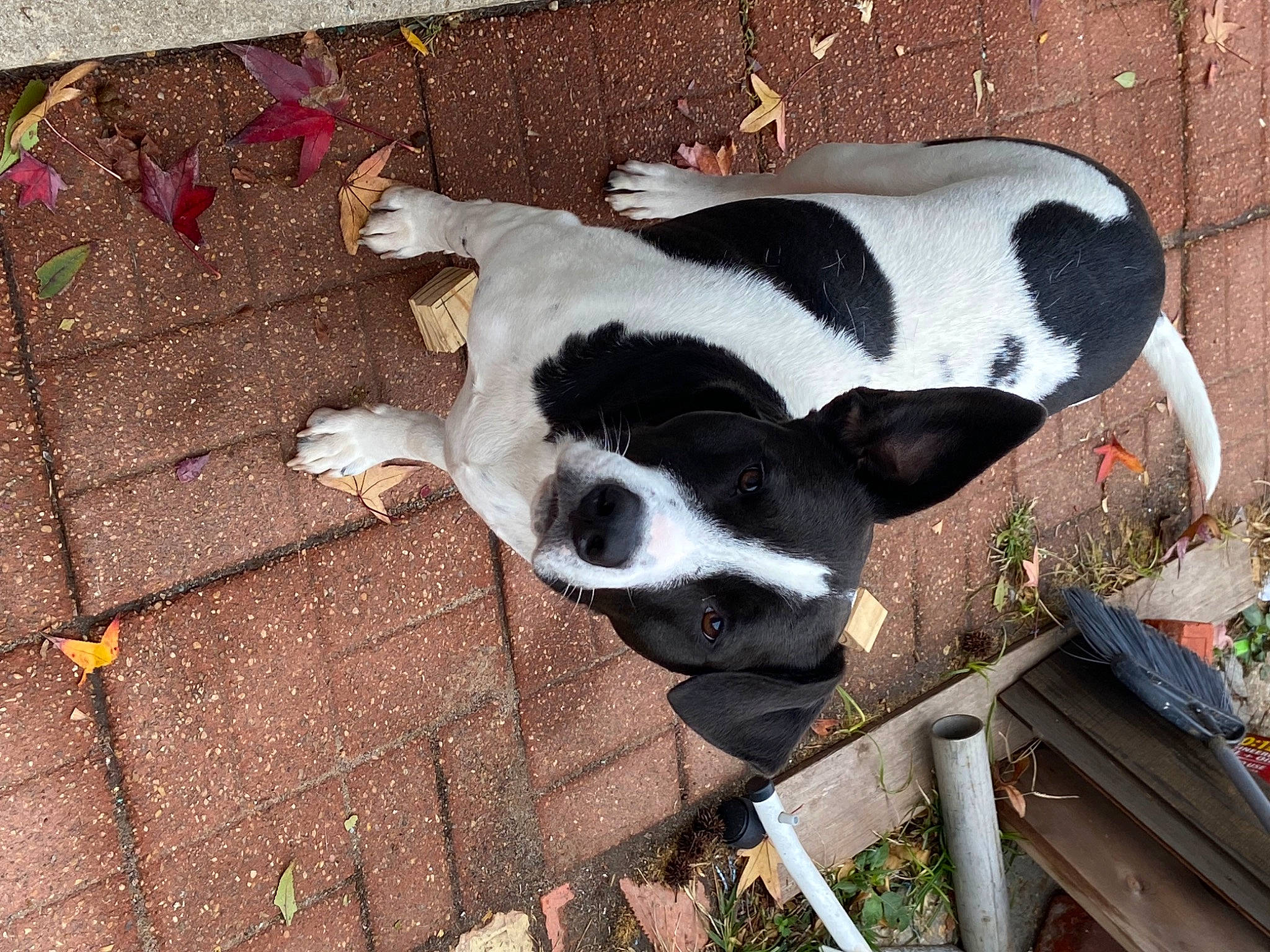 Moo joined the competition — help win amazing prizes! animal_shelter, canidae, carnivore, companion_dog, dog, dog_breed, dog_supply, fawn, flooring, fur, grass, livestock, non_sporting_group, plant, sporting_group, tail, terrestrial_animal, tints_and_shades, working_animal