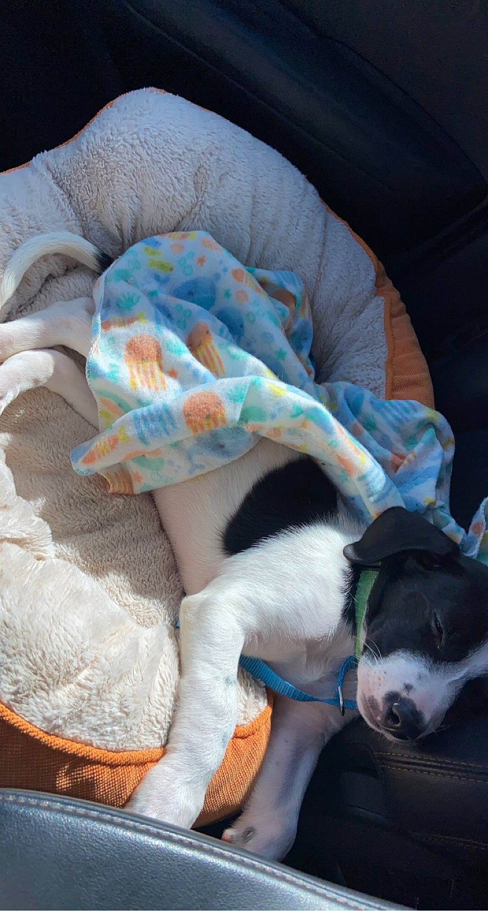 Moo joined the competition — help win amazing prizes! carnivore, collar, comfort, companion_dog, dog, dog_breed, dog_supply, fawn, felidae, fur, linens, mammal, mcnab, nap, small_to_medium_sized_cats, sporting_group, tail, vertebrate, whiskers, working_animal