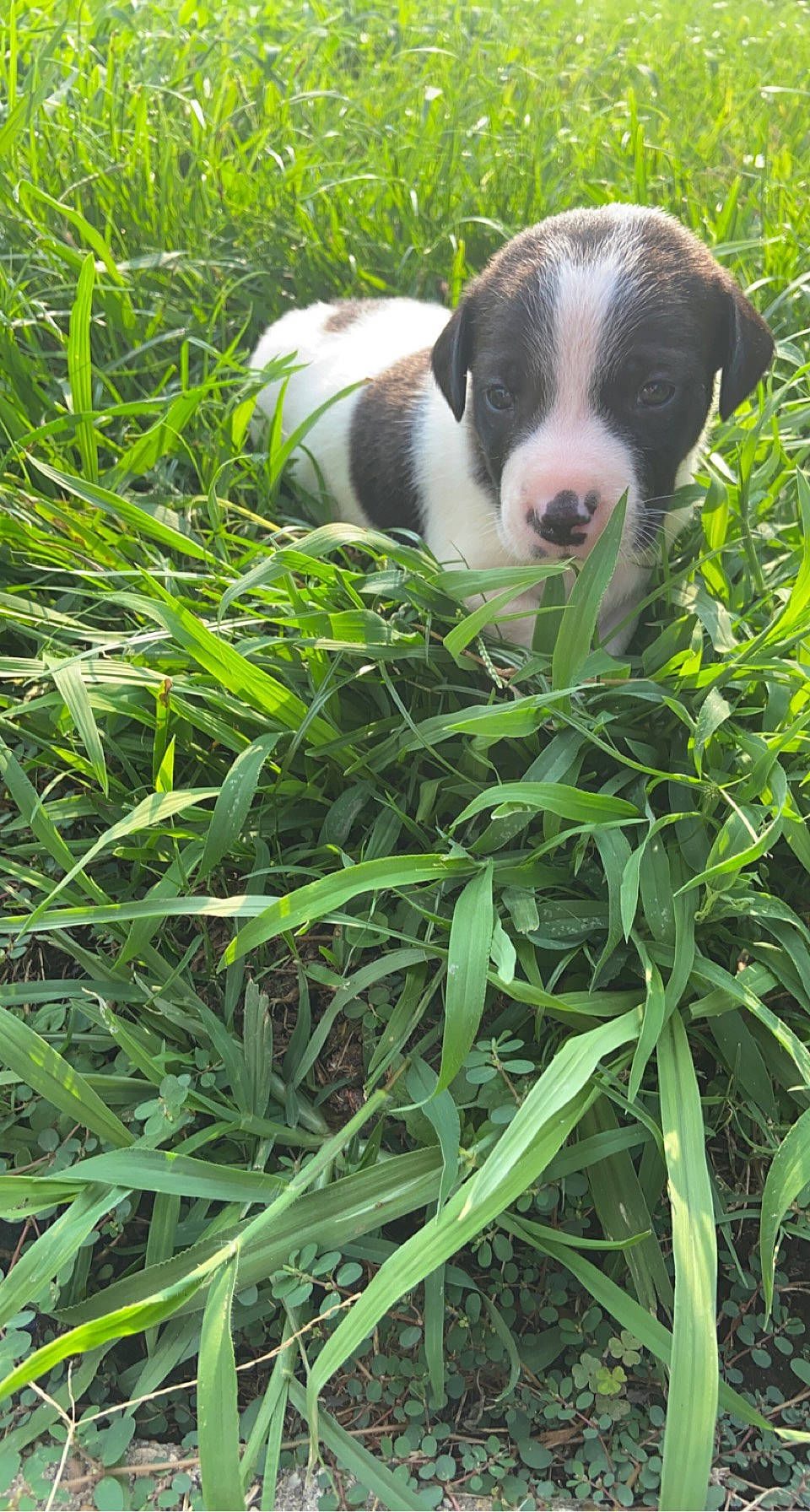 Moo joined the competition — help win amazing prizes! ball, boston_terrier, canidae, carnivore, companion_dog, dog, dog_breed, grass, grass_family, grassland, groundcover, herb, herbaceous_plant, plant, shrub, snout, sporting_group, tail, terrestrial_animal, terrestrial_plant
