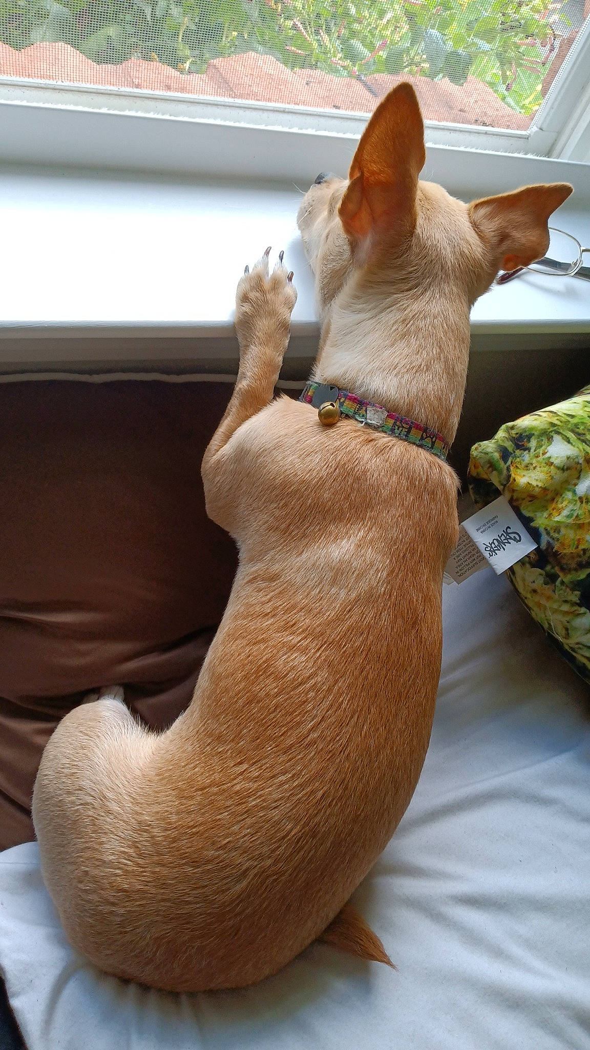 Tater joined the competition — help win amazing prizes! carnivore, comfort, companion_dog, cone, couch, dog, dog_breed, fawn, felidae, foot, gesture, human_leg, linens, small_to_medium_sized_cats, snout, tail, whiskers, window, wood, working_animal