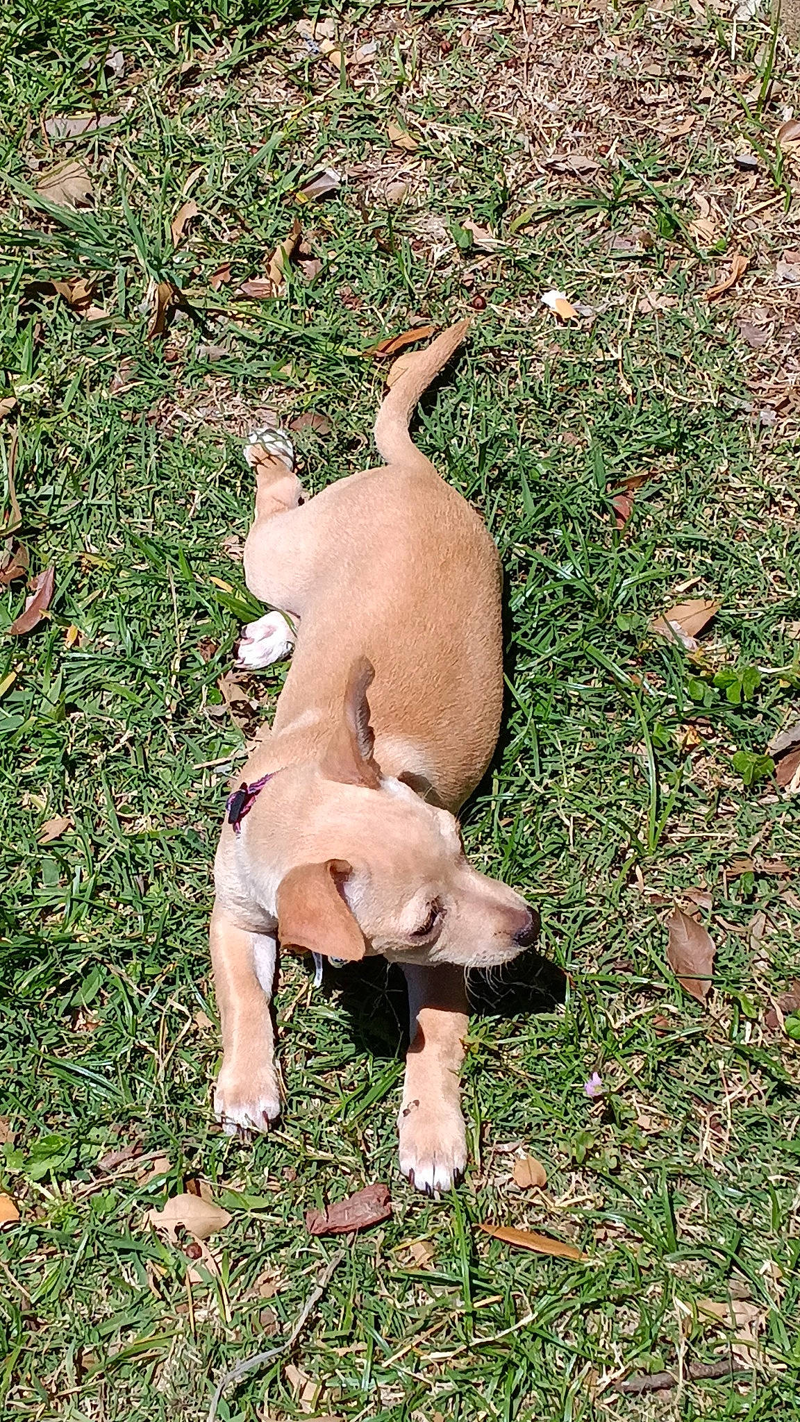 Tater joined the competition — help win amazing prizes! canidae, carnivore, companion_dog, dog, dog_breed, fawn, grass, groundcover, hunting_dog, liver, non_sporting_group, people_in_nature, plant, sporting_group, tail, terrestrial_animal, toy_dog, working_animal