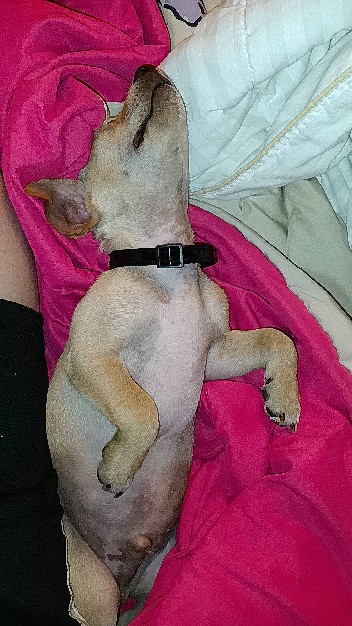 Tater is registered to the contest to win money with this photo: canidae, carnivore, collar, comfort, companion_dog, dog, dog_breed, dog_collar, dog_supply, fawn, linens, paw, pet_supply, puppy_love, snout, sporting_group, toy_dog, watch, whiskers, working_animal