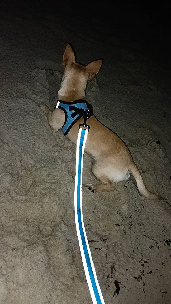 Tater is registered to the contest to win money with this photo: canidae, carnivore, collar, companion_dog, dog, dog_breed, dog_clothes, dog_collar, dog_supply, electric_blue, fashion_accessory, fawn, leash, pet_supply, snout, sporting_group, tail, terrestrial_animal, toy_dog, working_animal