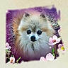 Valentine is registered to the contest to win money with this photo: dog, pomeranian, fluffy, portrait, flower, pink_flower, purple_vignette, cute, pet, animal, fur, outdoor, nature, small_dog, looking_up, adorable, soft_light, close_up, companion, friendly