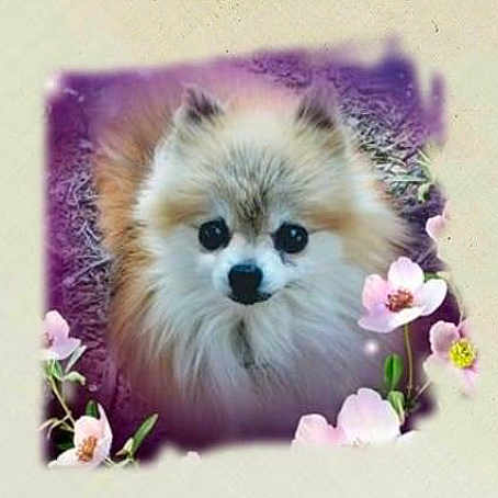 Valentine is registered to the contest to win money with this photo: dog, pomeranian, fluffy, portrait, flower, pink_flower, purple_vignette, cute, pet, animal, fur, outdoor, nature, small_dog, looking_up, adorable, soft_light, close_up, companion, friendly