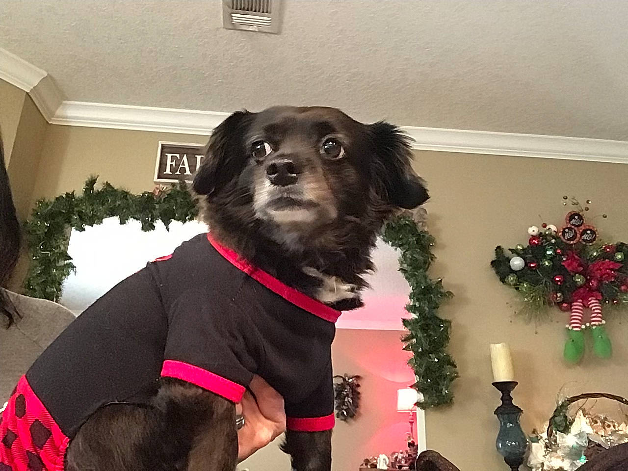 Buddy joined the competition — help win amazing prizes! candle, canidae, carnivore, collar, companion_dog, dog, dog_breed, dog_clothes, dog_collar, dog_supply, event, fawn, fur, leash, ornament, pet_supply, plant, snout, sporting_group, working_animal