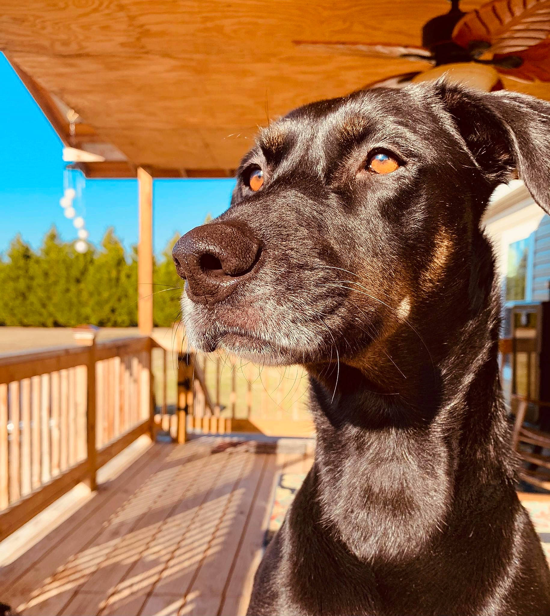 Harlee is registered to the contest to win money with this photo: carnivore, collar, companion_dog, dog, dog_breed, dog_collar, door, fawn, fence, liver, pet_supply, plank, porch, sky, snout, tree, whiskers, window, wood, working_animal