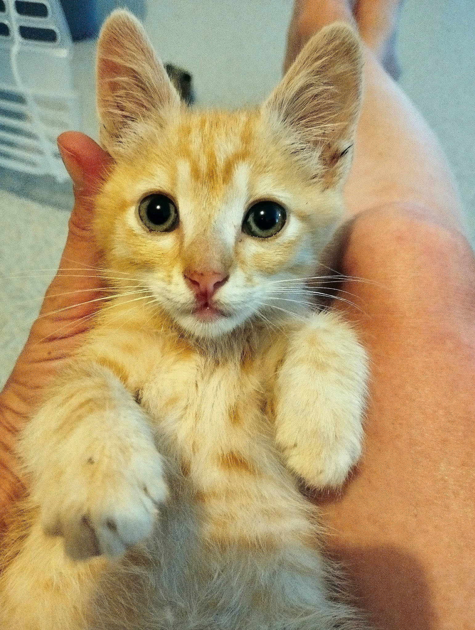 Tokyo participe au concours pour gagner de l'argent avec cette photo : carnivore, cat, claw, domestic_short_haired_cat, ear, eye, fawn, felidae, fur, gesture, iris, paw, sitting, small_to_medium_sized_cats, snout, tail, whiskers