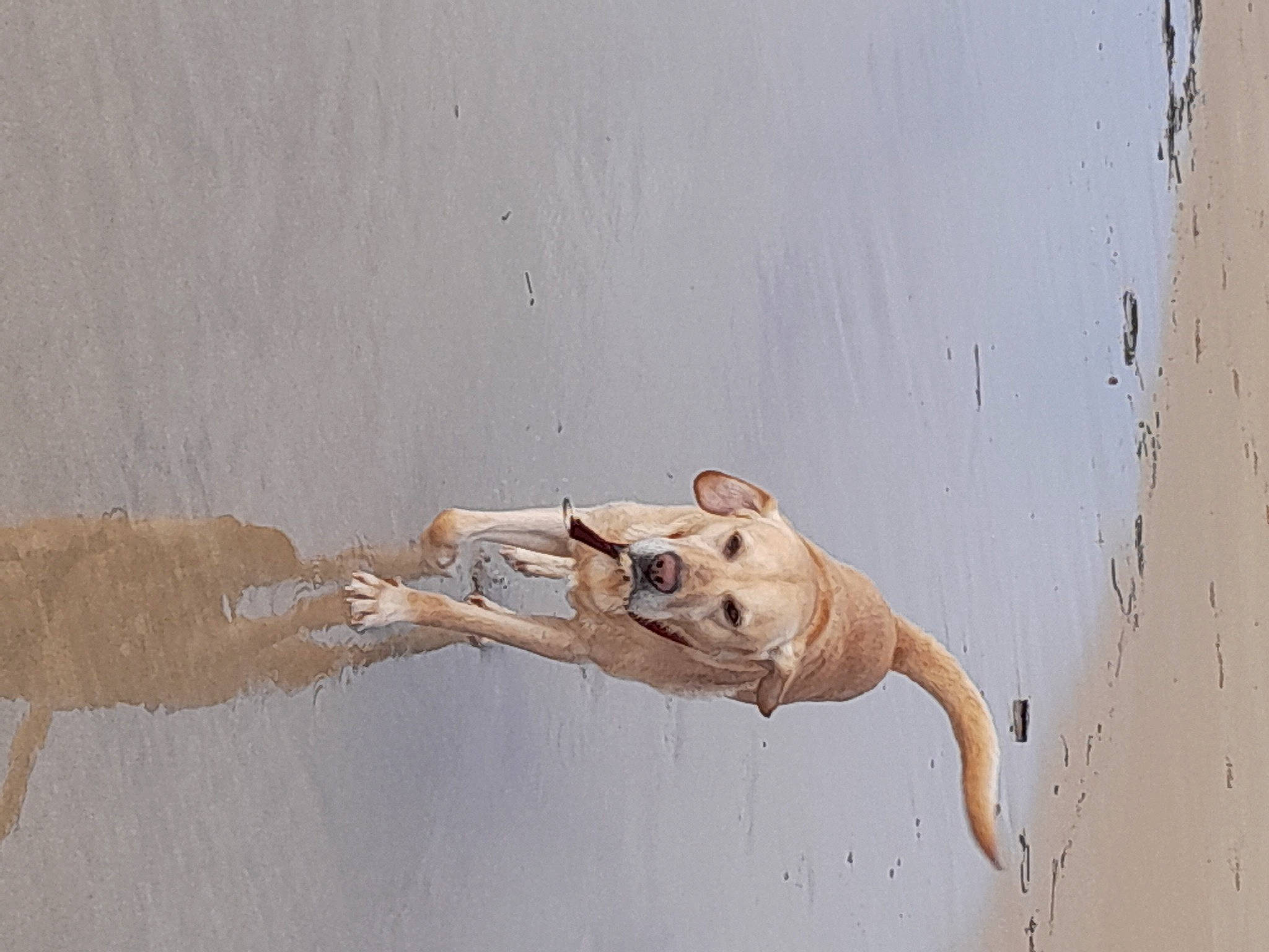 Jenzo participe au concours pour gagner de l'argent avec cette photo : beige, canidae, carnivore, dog, dog_breed, fawn, fluid, hardwood, landscape, liquid, plaster, plywood, shadow, sporting_group, tail, terrestrial_animal, water, wood, working_animal, wrist