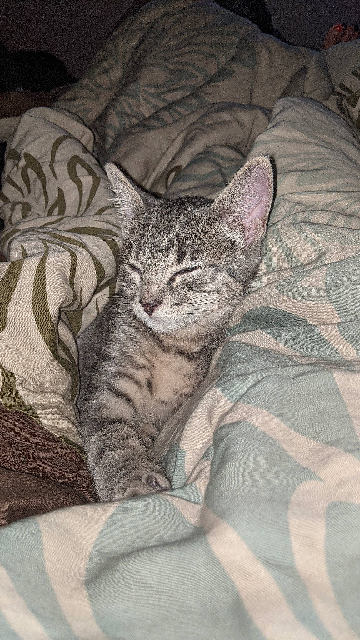 Kirby joined the competition — help win amazing prizes! bed, carnivore, cat, comfort, domestic_short_haired_cat, felidae, fur, grey, linens, mammal, nap, pattern, paw, sitting, small_to_medium_sized_cats, snout, tail, terrestrial_animal, whiskers, wildlife