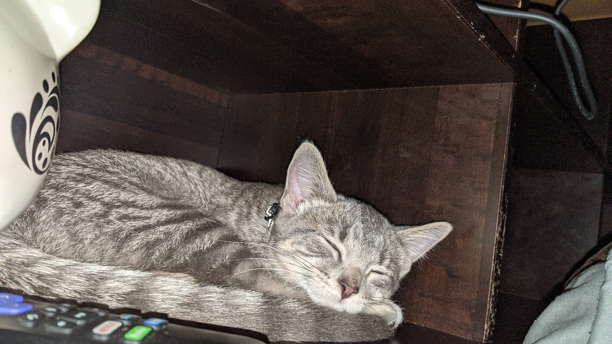 Kirby is registered to the contest to win money with this photo: black, carnivore, cat, comfort, couch, domestic_short_haired_cat, felidae, fur, grey, nap, paw, sitting, sleep, small_to_medium_sized_cats, snout, tail, whiskers