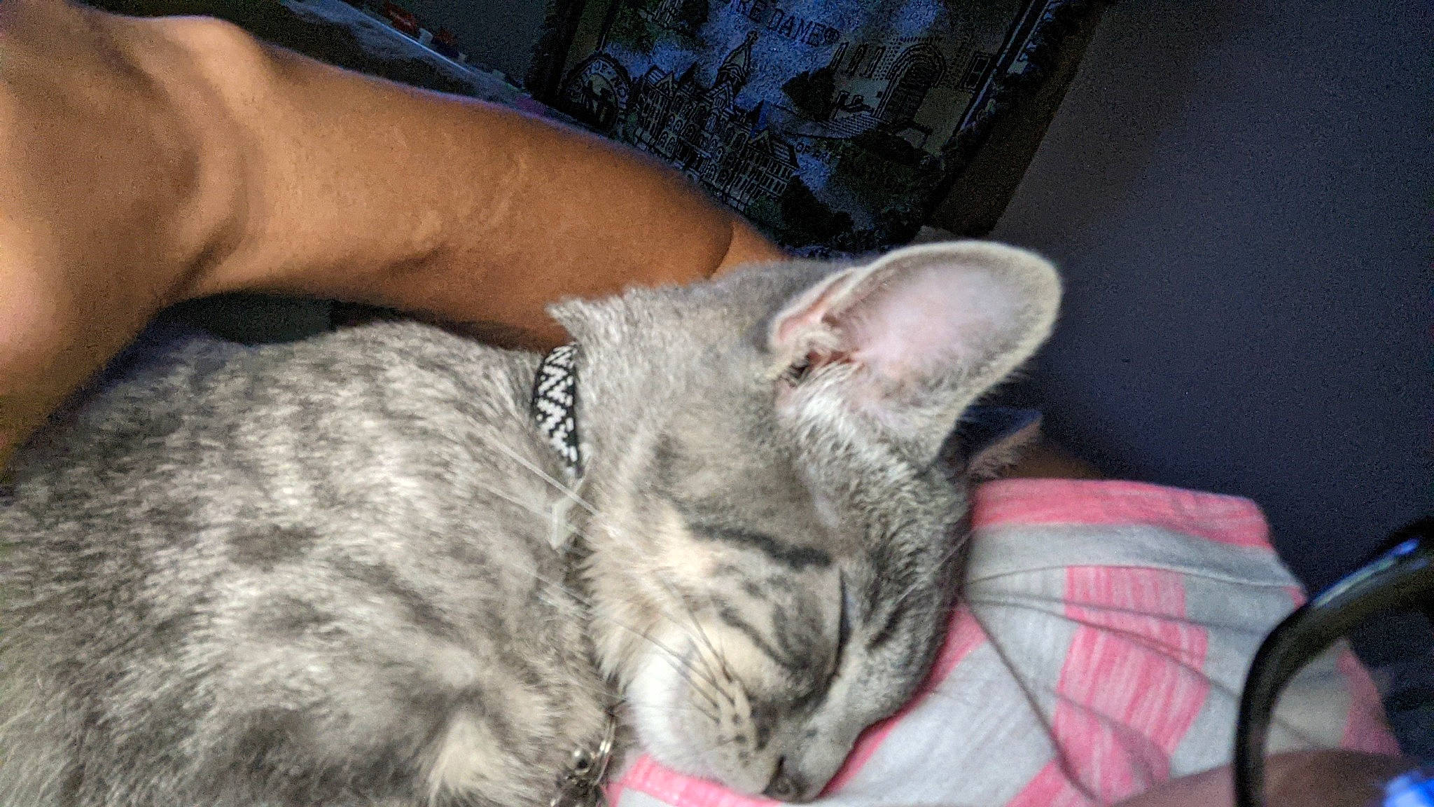 Kirby joined the competition — help win amazing prizes! carnivore, cat, claw, comfort, domestic_short_haired_cat, felidae, fur, grey, human_leg, mammal, nail, nap, paw, sitting, small_to_medium_sized_cats, snout, terrestrial_animal, vertebrate, whiskers