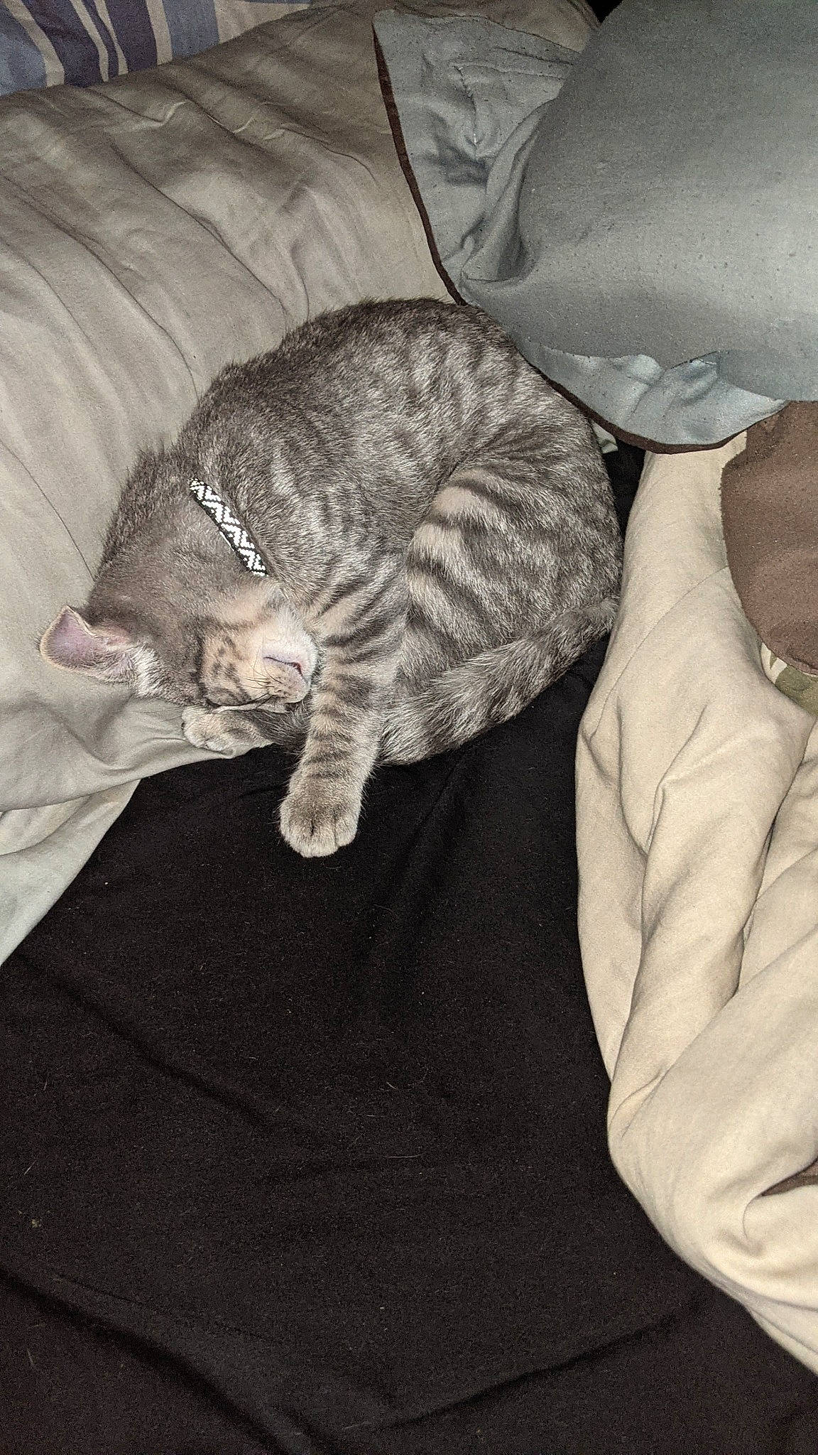 Kirby joined the competition — help win amazing prizes! carnivore, cat, claw, comfort, darkness, domestic_short_haired_cat, felidae, fur, grey, jaw, linens, nap, paw, sitting, sleep, small_to_medium_sized_cats, snout, tail, whiskers