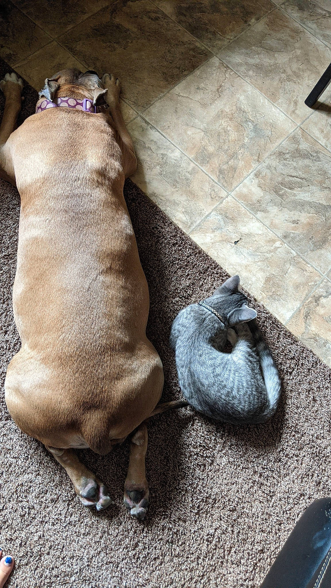 Kirby joined the competition — help win amazing prizes! companion_dog, dog_breed, fawn, felidae, floor, flooring, foot, fur, human_leg, paw, road_surface, sitting, small_to_medium_sized_cats, snout, sporting_group, stuffed_toy, tail, terrestrial_animal, toy, wood