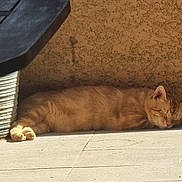 Fifi a rejoint le concours — aidez-le/la à gagner de superbes lots ! cat, orange_tabby, sleeping, sunlight, tile_floor, potted_plant, shadow, wall, outdoor, relaxing, pet, feline, domestic_animal, resting, sunny, quiet, peaceful, calm, home, nature