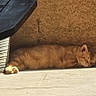 cat, orange_tabby, sleeping, sunlight, tile_floor, potted_plant, shadow, wall, outdoor, relaxing, pet, feline, domestic_animal, resting, sunny, quiet, peaceful, calm, home, nature