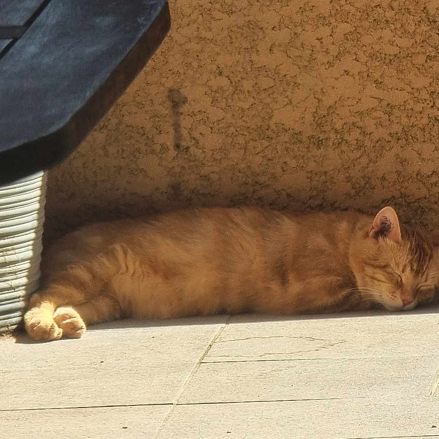 Fifi