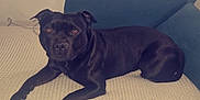Paz participe au concours pour gagner de l'argent avec cette photo : animal, black_dog, blanket, blue_couch, calm, companion, couch, dog, domestic_animal, ears, floor, furniture, indoor, knitted_blanket, living_room, looking_at_camera, pet, relaxed, resting, wood_floor