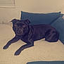 animal, black_dog, blanket, blue_couch, calm, companion, couch, dog, domestic_animal, ears, floor, furniture, indoor, knitted_blanket, living_room, looking_at_camera, pet, relaxed, resting, wood_floor