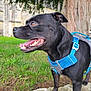 animal, black_dog, brown_eyes, canine, daylight, dog, ears, fur, grass, happy, harness, leash, mouth_open, nature, outdoor, pet, side_view, smiling, stone, tree