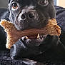 Paz a rejoint le concours — aidez-le/la à gagner de superbes lots ! animal, background, black_dog, blanket, bone, canine, chewing, close_up, dog, domestic_animal, expression, fur, indoor, lying_down, paw, pet, playful, snout, teeth, texture
