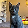 cat, kitten, gray_cat, pet, animal, indoor, bed, blanket, furniture, sitting, looking_at_camera, curious, young_cat, soft_light, cozy, home, shelf, decoration, closeup, portrait