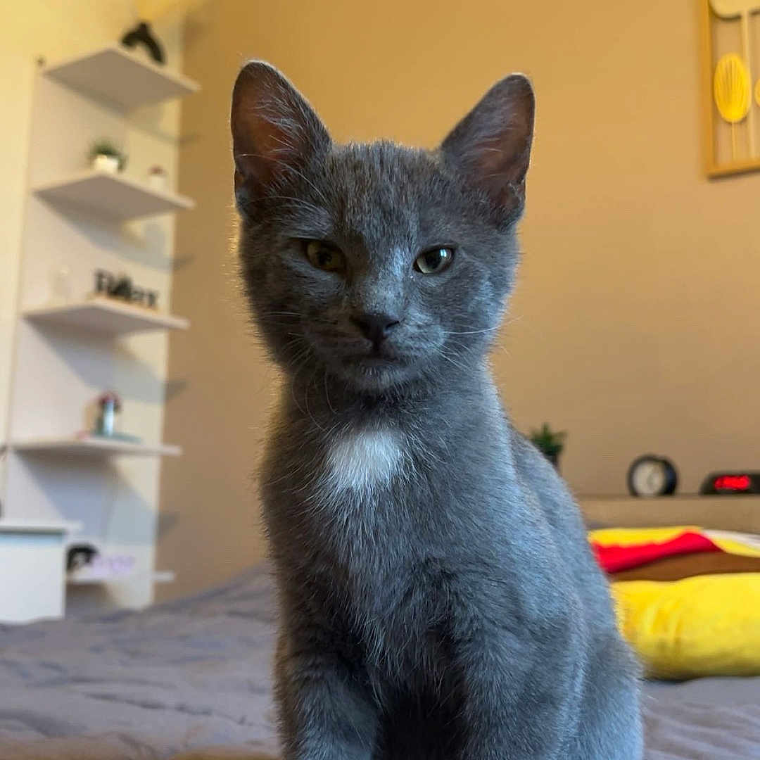 Rio a rejoint le concours — aidez-le/la à gagner de superbes lots ! animal, bed, blanket, cat, closeup, cozy, curious, decoration, furniture, gray_cat, home, indoor, kitten, looking_at_camera, pet, portrait, shelf, sitting, soft_light, young_cat
