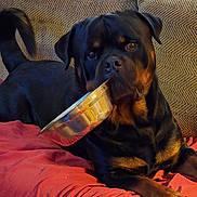 Sir Bane joined the competition — help win amazing prizes! dog, rottweiler, pet, animal, couch, blanket, indoor, metal_bowl, resting, looking_up, fur, ears, tail, paw, canine, companion, domestic, household, cute, waiting