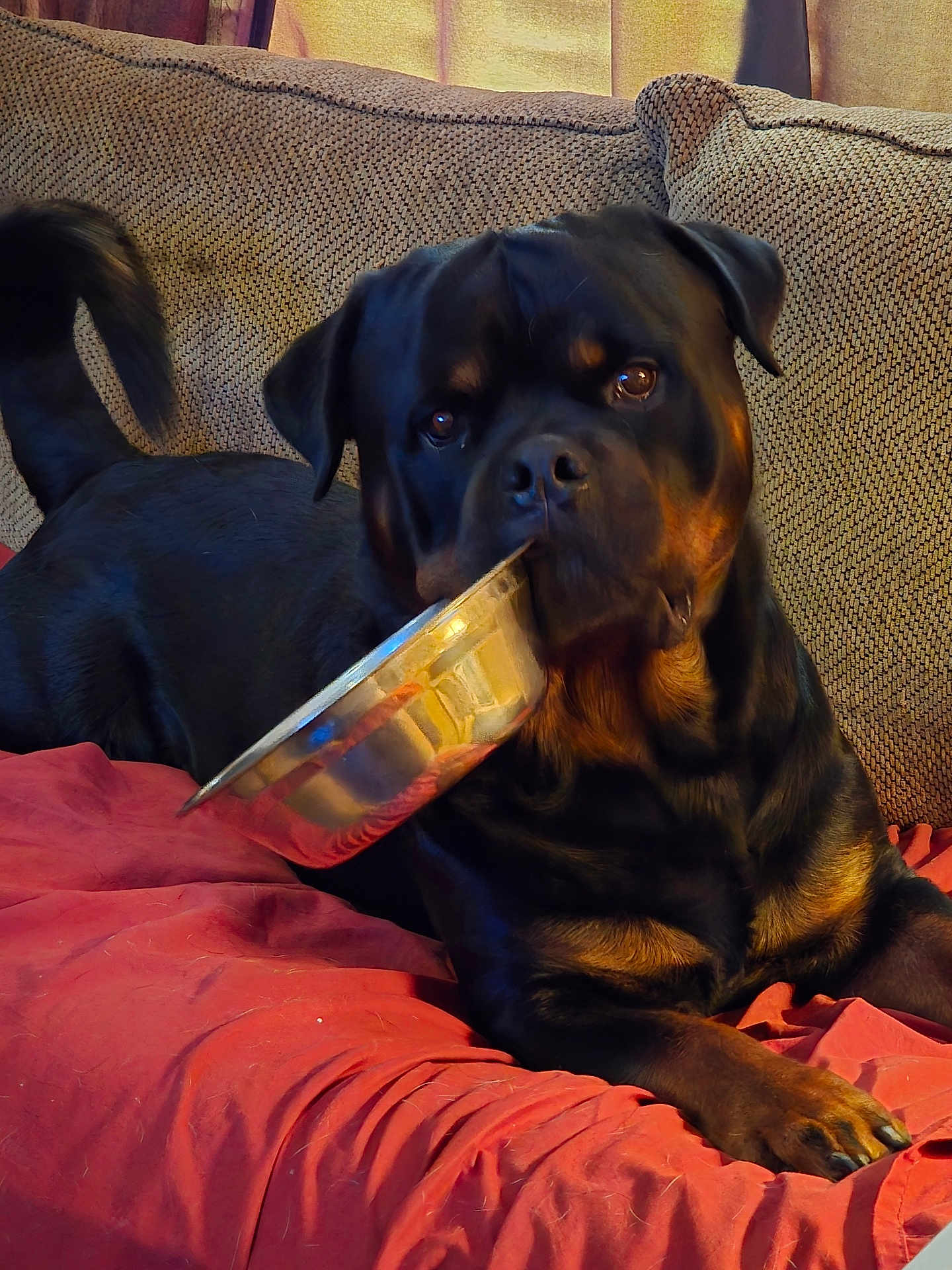 Sir Bane