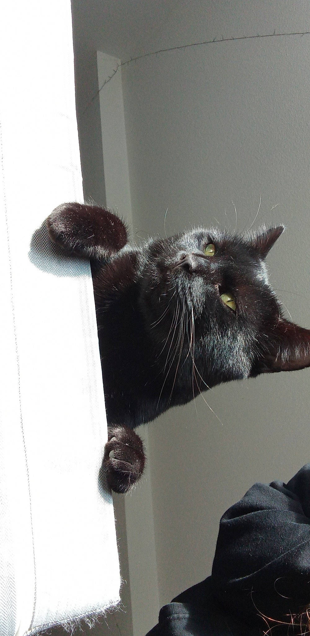 Doudou a rejoint le concours — aidez-le/la à gagner de superbes lots ! black_cat, bombay, carnivore, cat, claw, collar, domestic_short_haired_cat, ear, felidae, fur, grey, paw, small_to_medium_sized_cats, snout, tail, whiskers