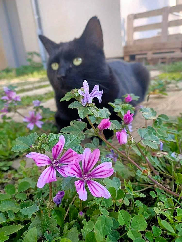 Doudou a rejoint le concours — aidez-le/la à gagner de superbes lots ! annual_plant, black_cat, botany, carnivore, cat, domestic_short_haired_cat, felidae, flower, flowering_plant, grass, groundcover, herbaceous_plant, magenta, petal, plant, purple, small_to_medium_sized_cats, tail, terrestrial_plant, whiskers