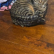 Amora is registered to the contest to win money with this photo: animal, basket, cat, chair, cozy, cute, domestic_cat, folded_clothes, furniture, household, indoor, pet, relaxed, resting, sleepy, striped_fur, tabby, tabletop, wire_basket, wooden_table