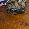 animal, basket, cat, chair, cozy, cute, domestic_cat, folded_clothes, furniture, household, indoor, pet, relaxed, resting, sleepy, striped_fur, tabby, tabletop, wire_basket, wooden_table